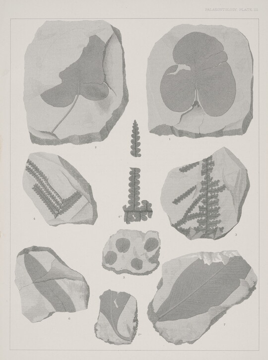 A black-and-white print of various fossilized impressions of plant stems and leaves.