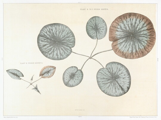 A color print of a botanical illustration of the leaves of a water lily in different sizes.