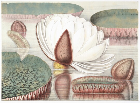 A color print of a botanical illustration of water lilies on calm water: several large leaves, several buds, and one large open white flower.