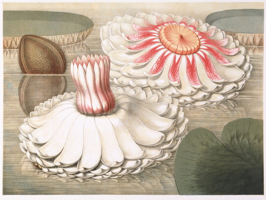 A color print of two large white flowers, one with an open red center and one with a closed red center, floating on water among lily pads.