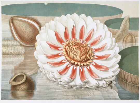 A color print of a large white flower with red center petals floating on water among lily pads and brown seed pods.