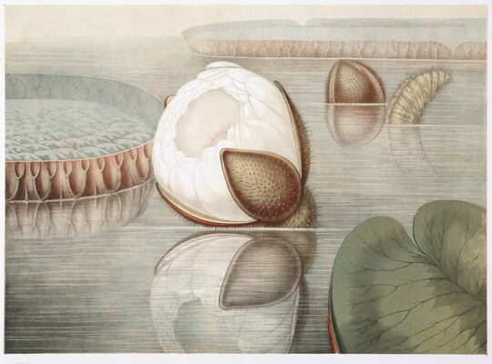 A color print of a large white flower emerging from a brown seed pod floating on water among leaves and lily pads.
