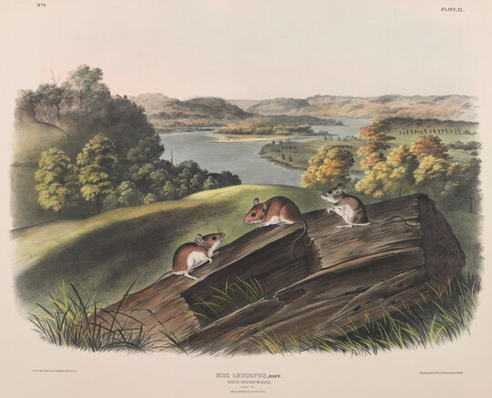 A color print of three brown mice with white bellies on a log in front of a lush landscape.