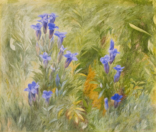 A watercolor of purple flowers in green grass.