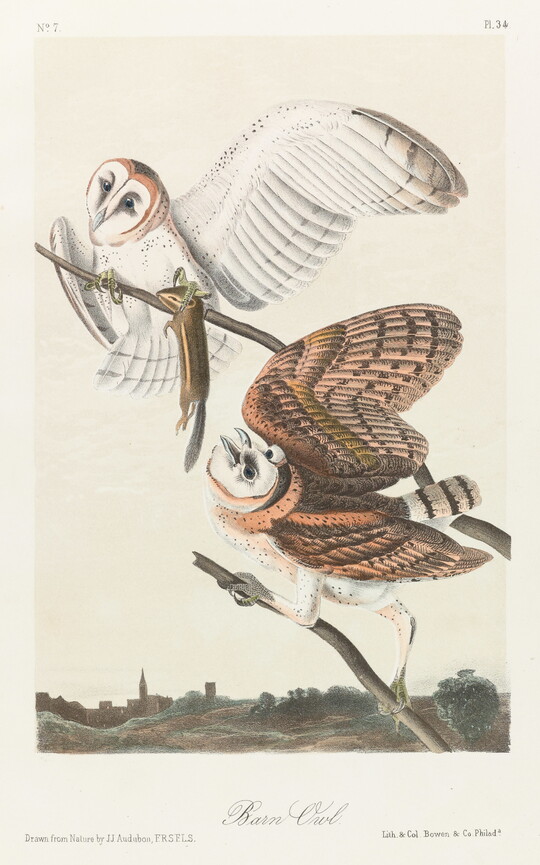 A color print of two barn owls on tree branches, one holding a chipmunk in its talons.