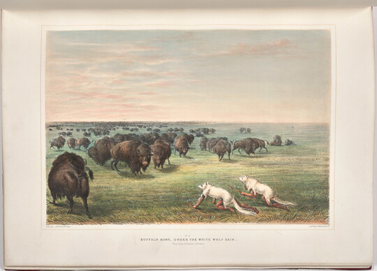A color print of two Indigenous people wearing white wolf skin crawling toward a herd of bison in an open field.