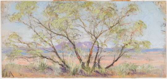 A colorful pastel drawing of a mesquite tree with mountains in the background.