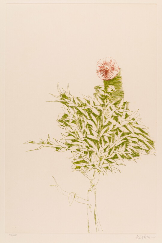 A color print of a single red flower at the top of lots of small, green leaves.