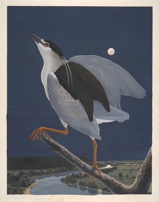 A watercolor of a white bird with black wings and red eyes on a tree limb over a river in the moonlight.