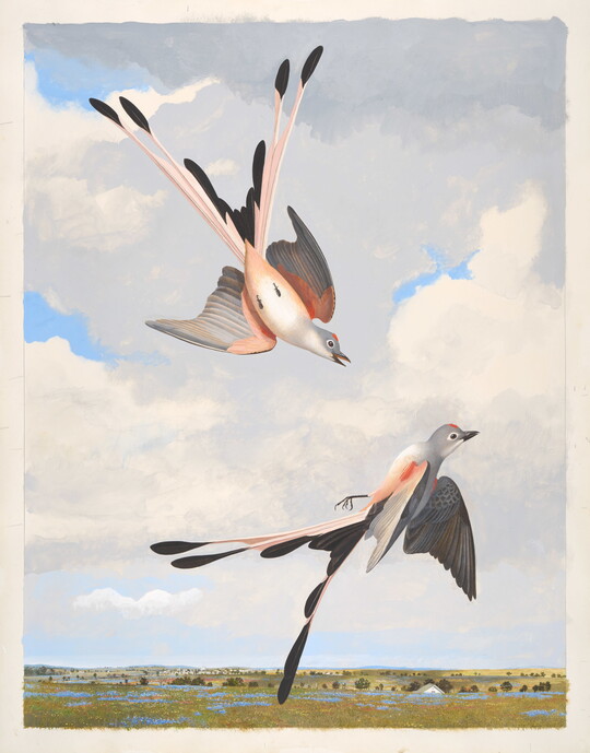 A watercolor painting of two birds flying above a marsh; both with long black tails split in the middle, pink and white breasts, and gray heads.