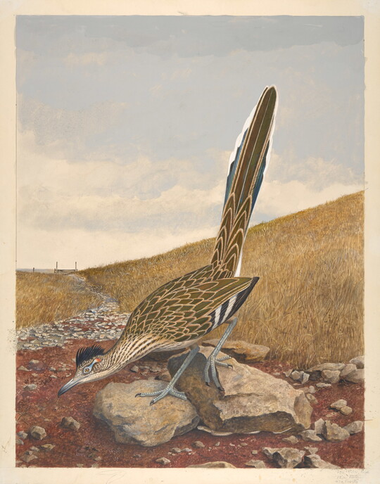 A watercolor painting of a brown speckled bird with a long tail standing on rocks in front of an expansive field of yellow vegetation.