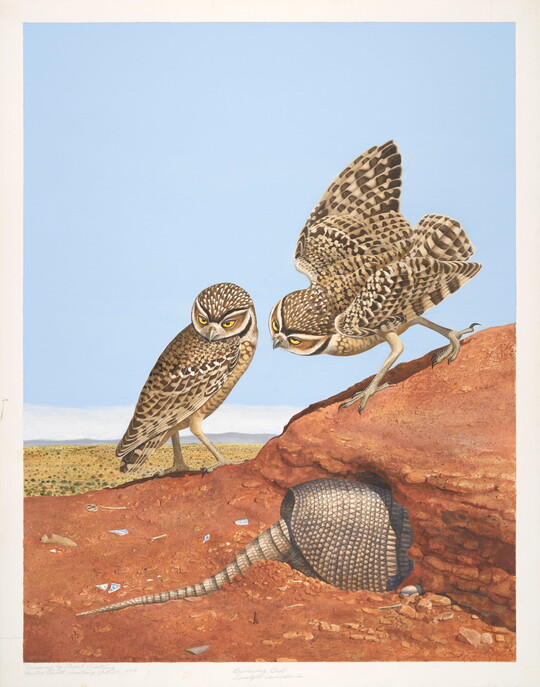 A watercolor of two owls perched on a red rock looking at an armadillo that is partially hidden in a hole.