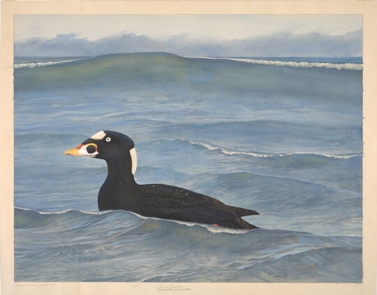 A watercolor painting of a black-and-white duck with an orange, yellow, and black beak, and white eyes swimming in a body of water.