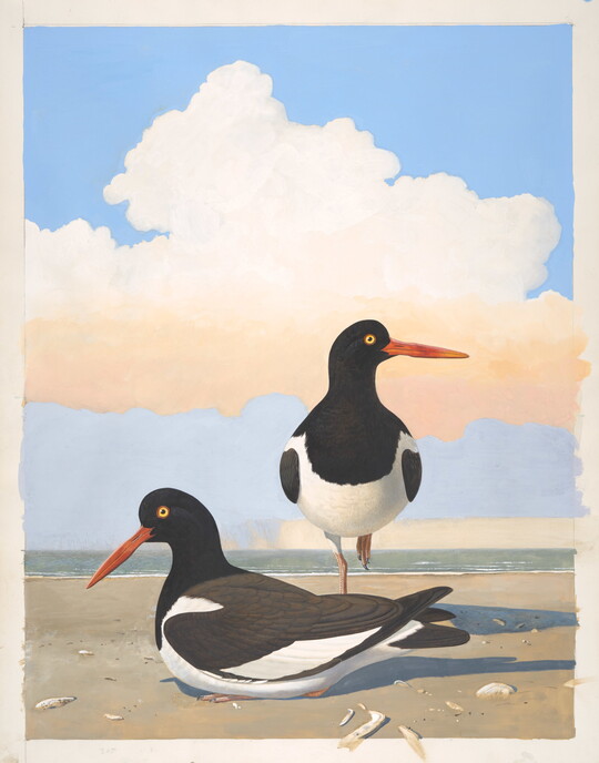A watercolor of two black-and-white birds with bright orange beaks, one sitting and one standing, on a beach.