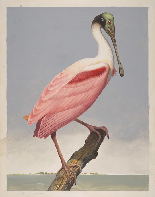 A watercolor of a pink bird with a long beak perched on a branch above water.
