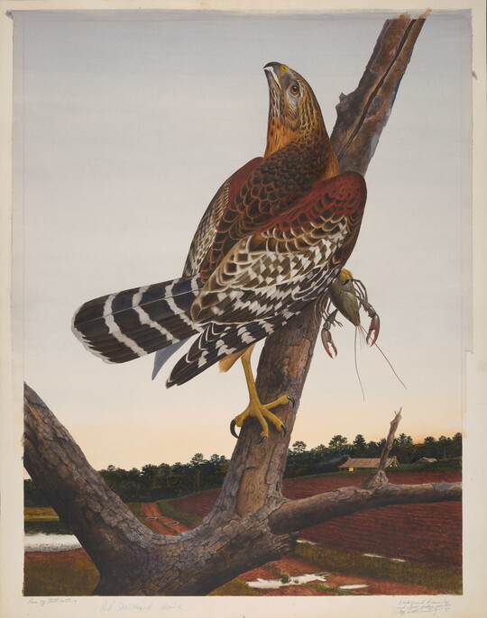 A watercolor of a brown, red, orange, black, and white bird perched on a tree branch holding a crawfish in one talon.