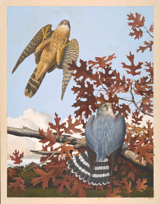 A watercolor of a blue bird with a black-and-white striped tail on a tree branch with autumn leaves, and a brown bird taking flight against a blue sky.