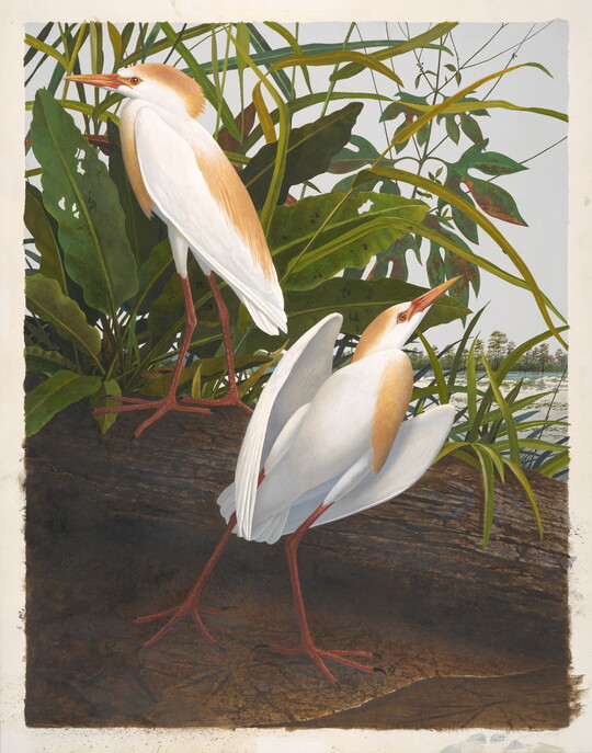 A watercolor painting of two white birds with tan heads and breasts next to a log and foliage.