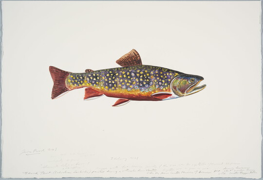 A watercolor of a multicolored fish.