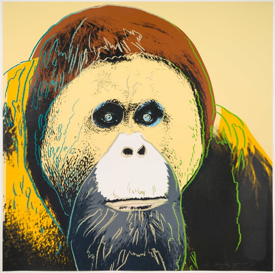 A color print of an orangutan in black, yellow, beige, and brown with drawn lines along the facial features.