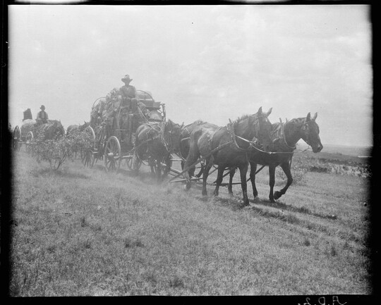A black-and-white image of several wagons loaded with gear pulled by teams of horses.