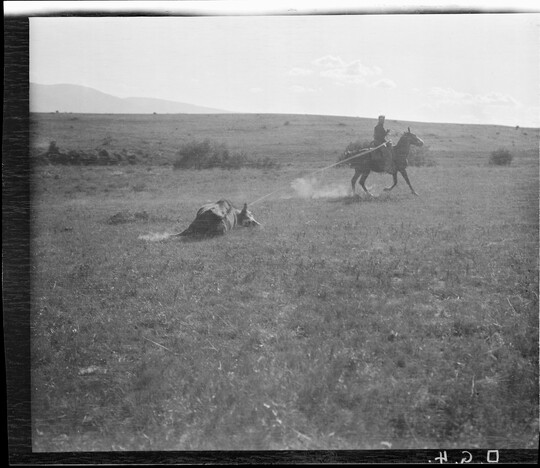 A black-and-white image of a cowboy on horseback riding next to a cow that is lying on the ground and straining against a rope.