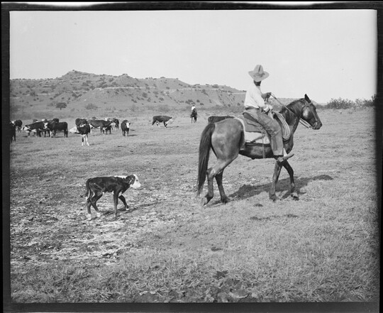 A black-and-white image of a small calf walking behind a cowboy mounted on his horse.