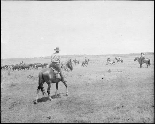 A black-and-white image of a cowboy on horseback riding toward several other cowboys trying to corral a cow.