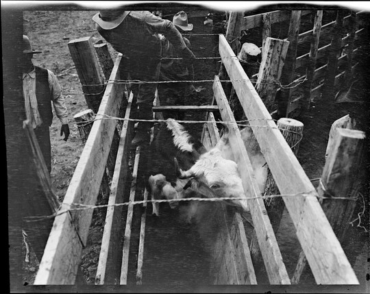A black-and-white image of a struggling cow in a narrow wood chute and cowboys above and next to the chute, viewed from above.