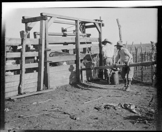 A black-and-white image of two cowboys standing next to a wood chute and pen that contains a cow.