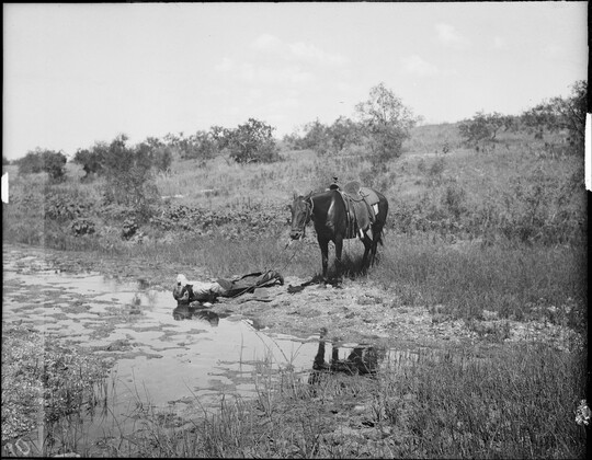 A black-and-white image of a cowboy lying on his stomach at the bank of a stream drinking water as his horse stands behind him.
