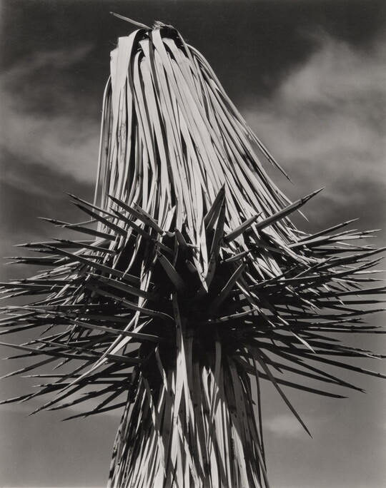 Edward Weston | Amon Carter Museum of American Art