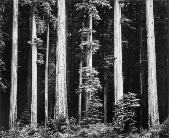 A black-and-white photograph of tall tree trunks against a dark forest.