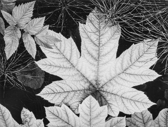 A black-and-white close-up photograph of an autumn maple leaf surrounded by other foliage.