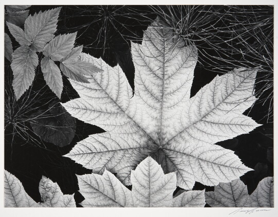 A black-and-white close-up photograph of an autumn maple leaf surrounded by other foliage.