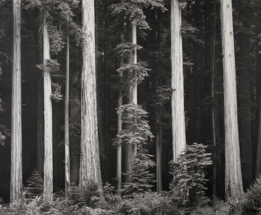 A black-and-white photograph of tall tree trunks against a dark forest.