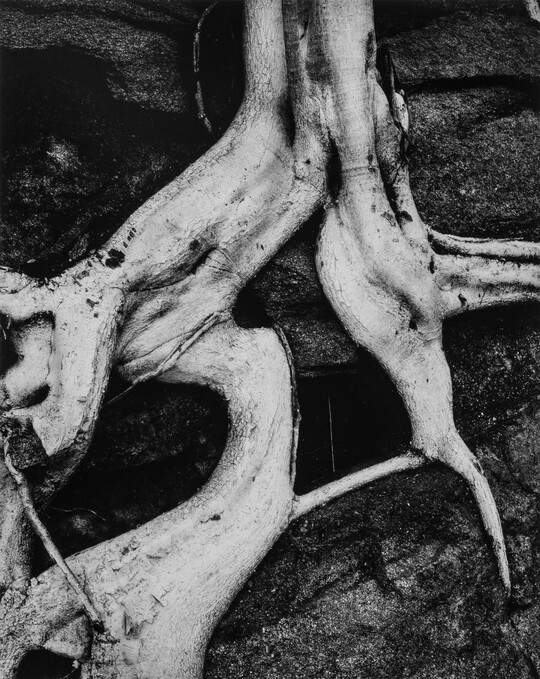 A black-and-white close-up photograph of twisted white tree roots growing out of dark soil.