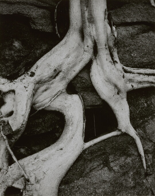 A black-and-white close-up photograph of twisted white tree roots growing out of dark soil.