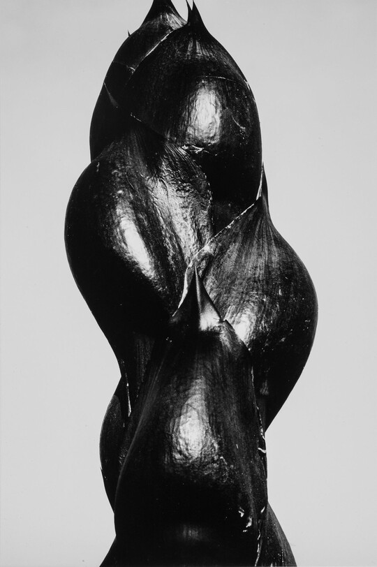 A close-up black-and-white photograph of the dark stem and buds of a plant.