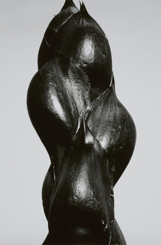 A close-up black-and-white photograph of the dark stem and buds of a plant.