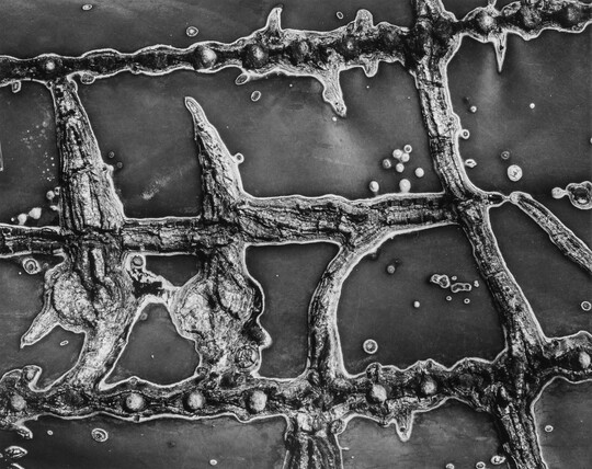A black-and-white close-up photograph of the raised scars on the flesh of a cactus.