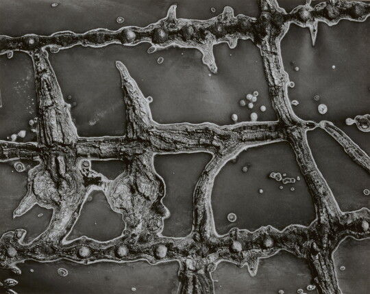 A black-and-white close-up photograph of the raised scars on the flesh of a cactus.
