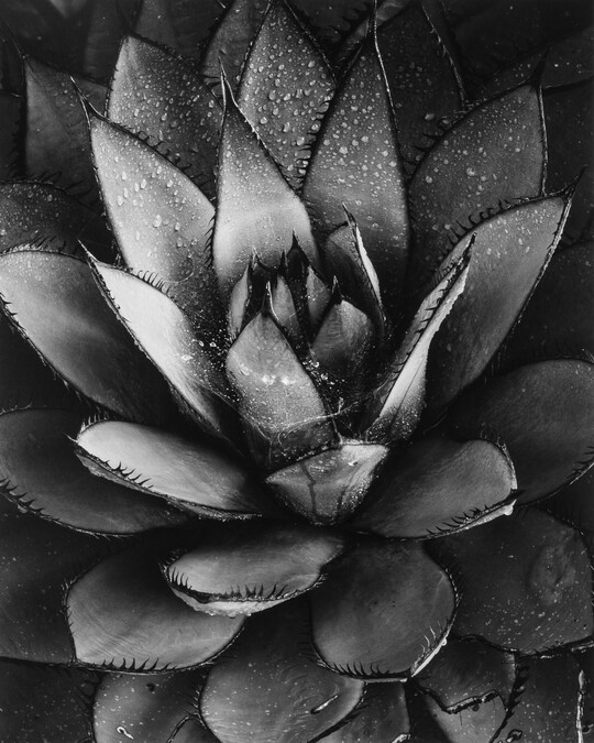 A black-and-white close-up photograph of an agave plant with spiky leaves growing in a rosette pattern from the center.
