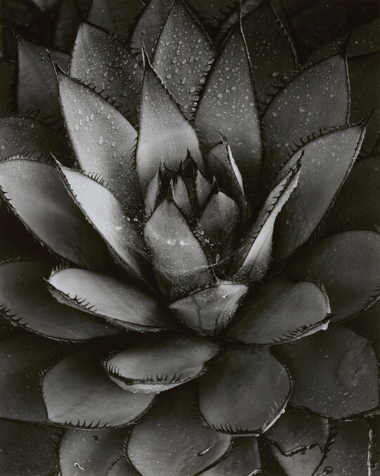 A black-and-white close-up photograph of an agave plant with spiky leaves growing in a rosette pattern from the center.