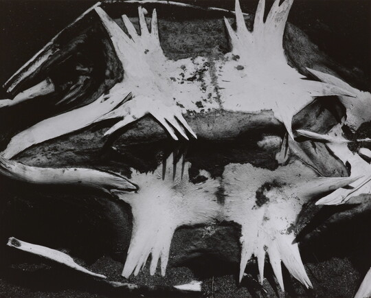 A black-and-white photograph of a turtle skeleton from the underside.