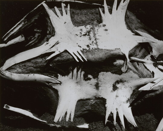 A black-and-white photograph of a turtle skeleton from the underside.