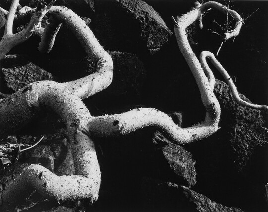 A black-and-white close-up photograph of twisted white tree roots growing out of dark soil.