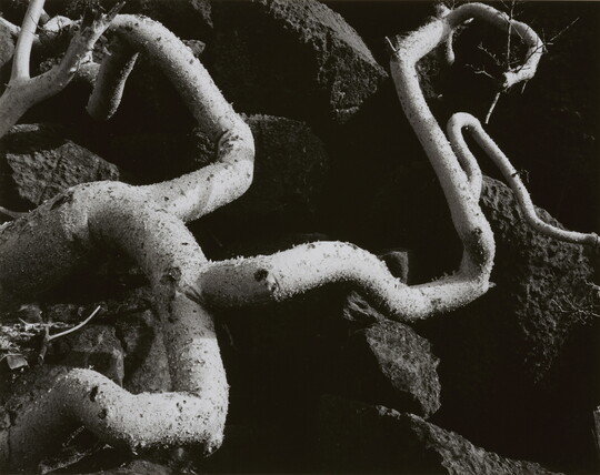 A black-and-white close-up photograph of twisted white tree roots growing out of dark soil.