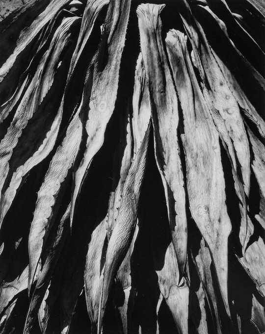 A close-up, black-and-white photograph of long, dry plant leaves descending downward.