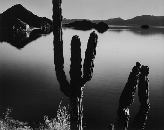 A black-and-white photograph of two multi-limbed cacti in front of a still body of water with hills in the distance.